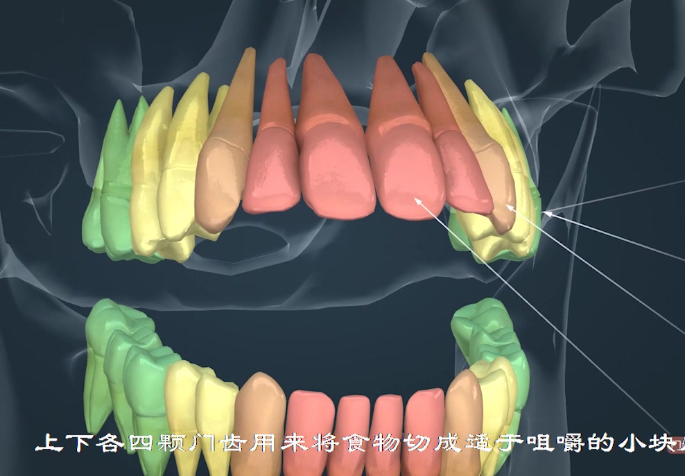 人类牙齿有不同的形状和功能哔哩哔哩bilibili