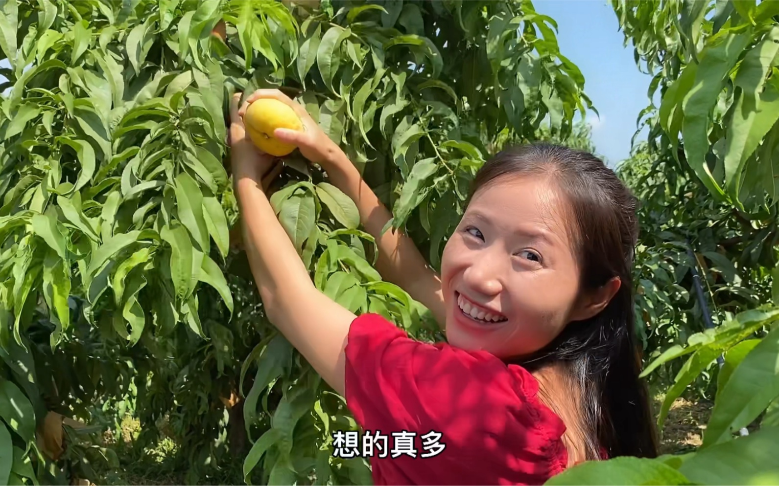 陕西的黄金蟠桃成熟了,味甜多汁,价格公道,你吃过这种水果吗?哔哩哔哩bilibili