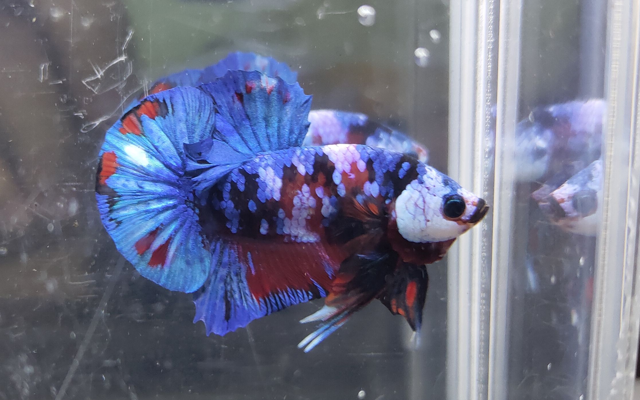 星河将军斗鱼313036363530 373036363534