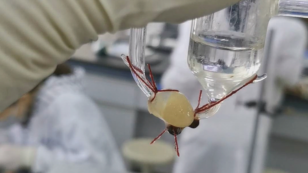 生理实验 蛙心灌流