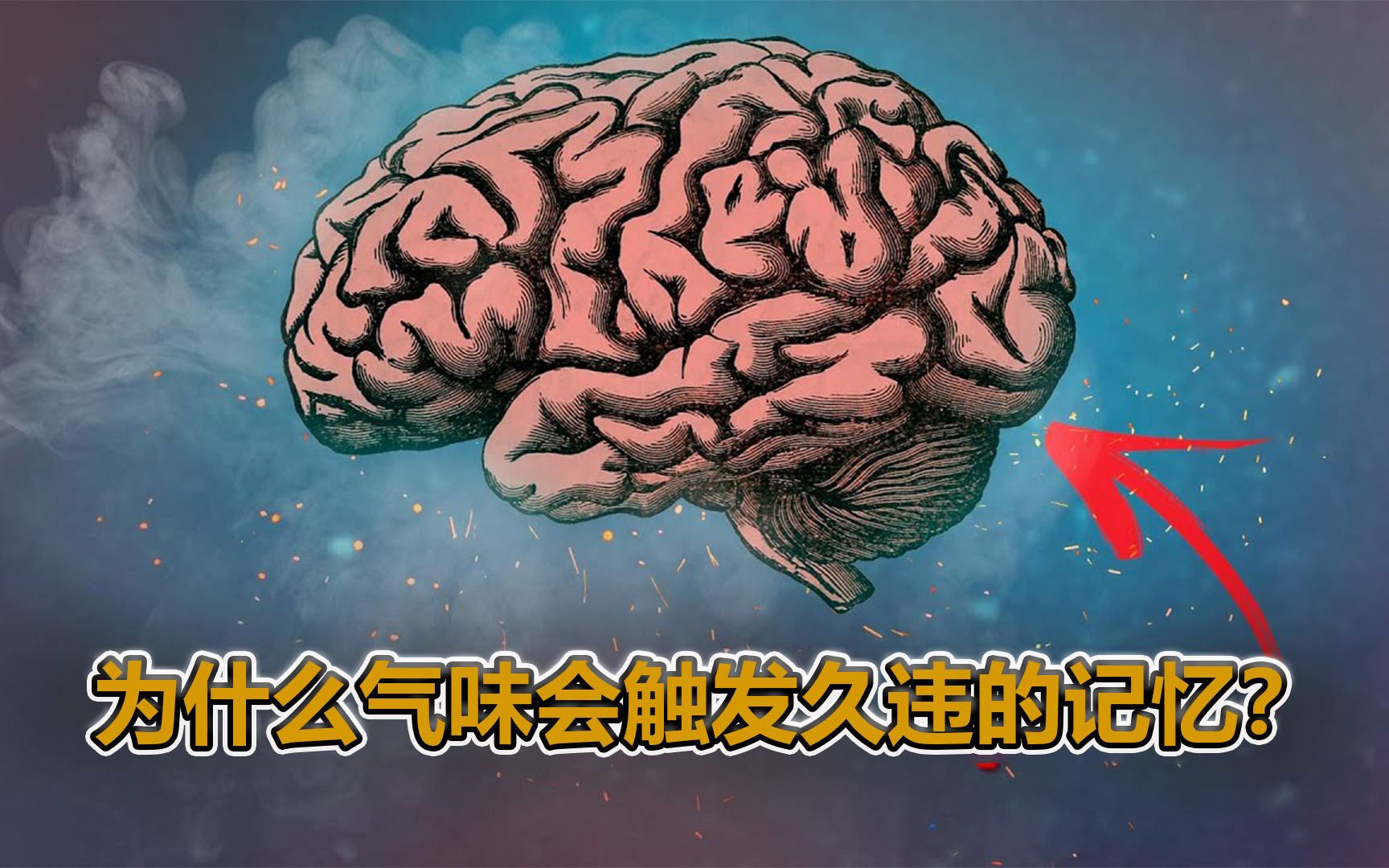 “普鲁斯特效应”是什么?为什么气味能触发久远的记忆?哔哩哔哩bilibili