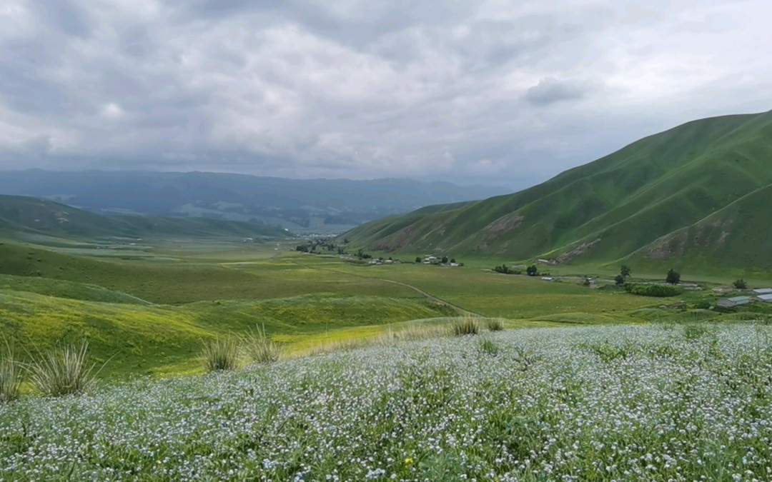 那拉提草原上五颜六色的花海,应该怎么拍!才能拍出她的美