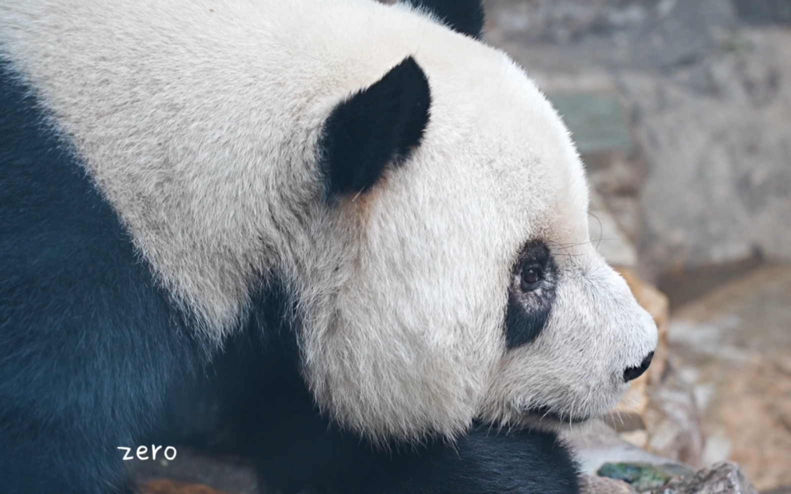 萌二流水日记——笑笑展示大长腿;萌萌同款位置做近距离美熊子