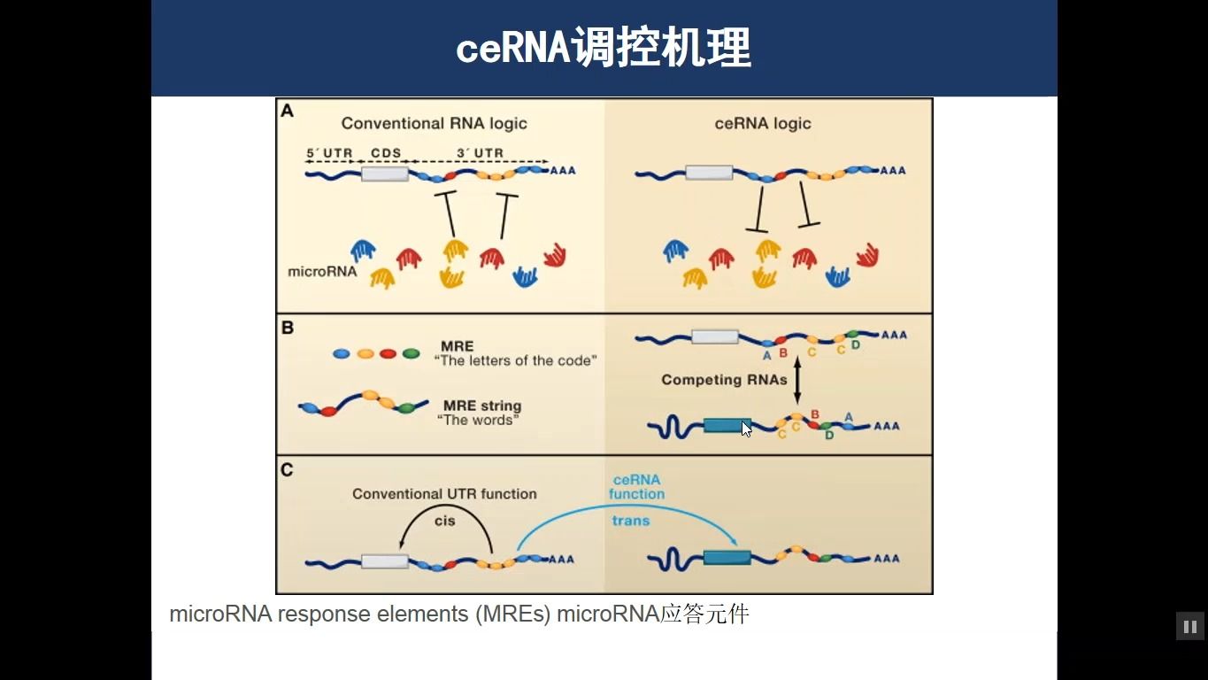 ceRNA网络介绍哔哩哔哩bilibili