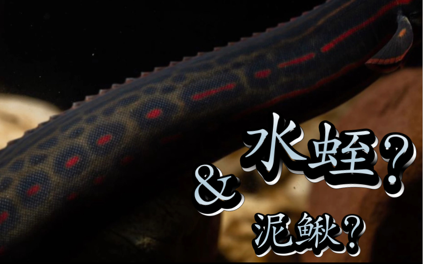 米级变异大"水蛭"———巨型刺鳅混剪