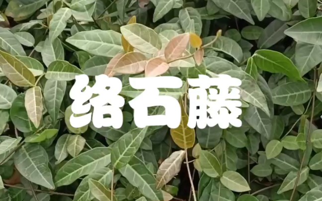 络石藤,野生植物有很多的药用价值,在农村野草那都有生长