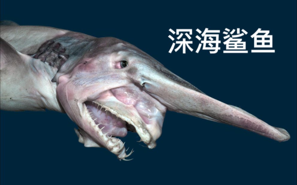 [图]【搬运/双语】深海鲨鱼 越往海洋深处外形越怪异 Why Sharks Get Creepier the Deeper You Go