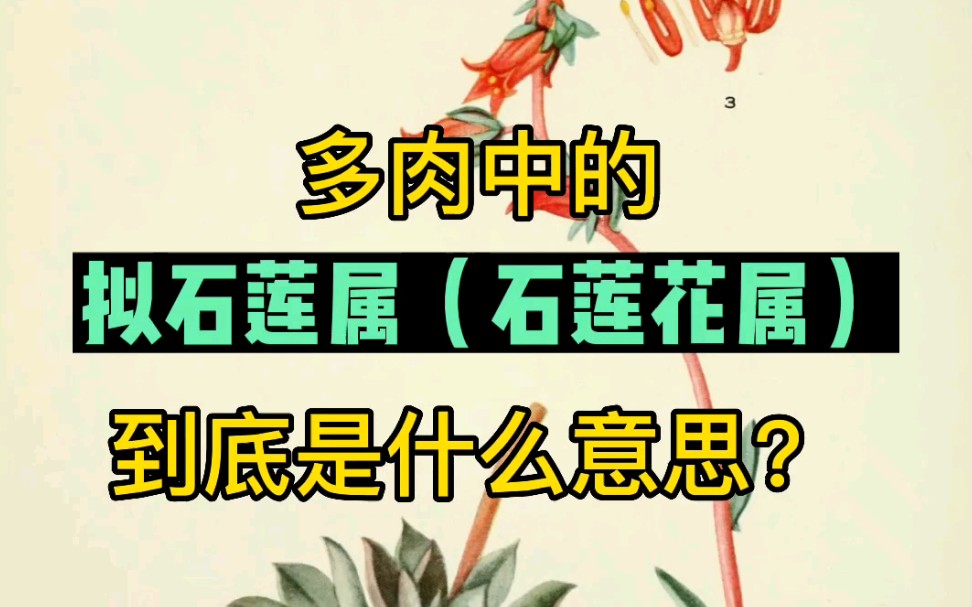 多肉中的拟石莲属(石莲花属)到底是什么意思?其拉丁文名Echeveria如何解释?哔哩哔哩bilibili