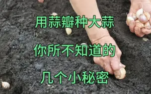 Tải video: 大蒜怎样种好？用这种水泡一下，大蒜出苗快出苗齐没病害