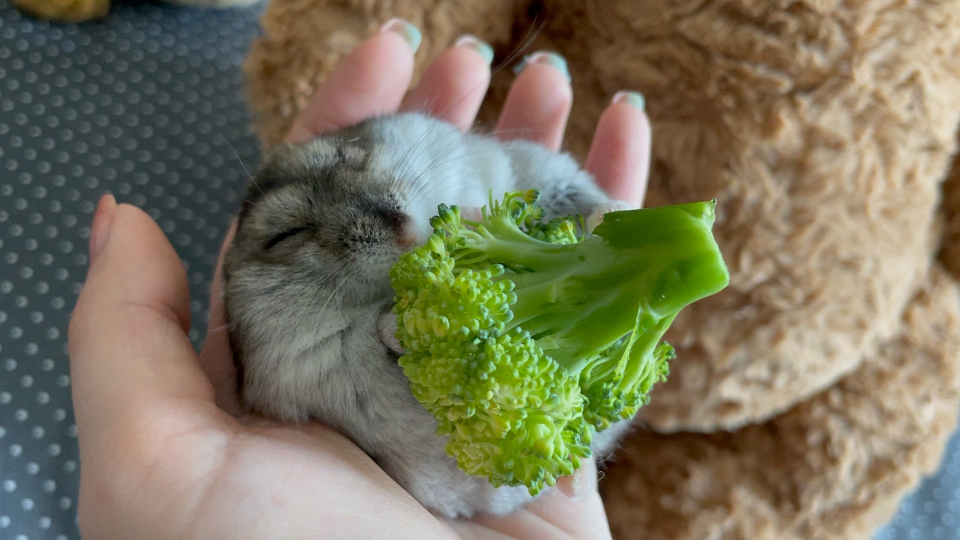 仓鼠西兰花西兰花阿屎的最爱