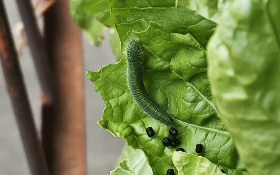 当菜叶上发现大青虫该怎么办?