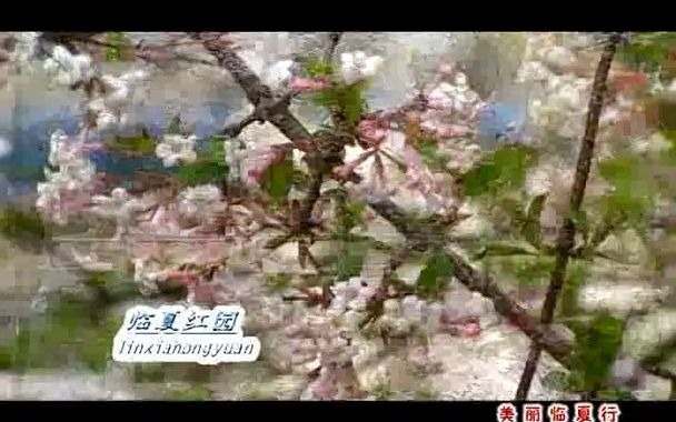 临夏红园哔哩哔哩bilibili