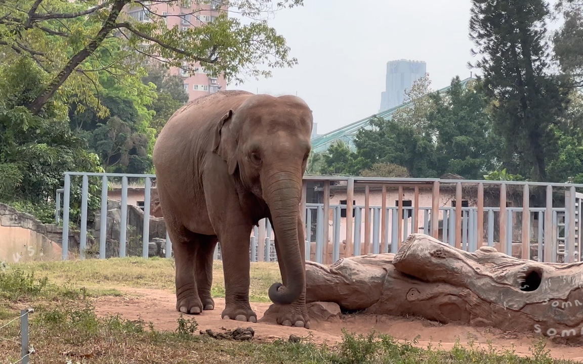 广州动物园的亚洲象二旺妹妹,可爱我已经说累了.