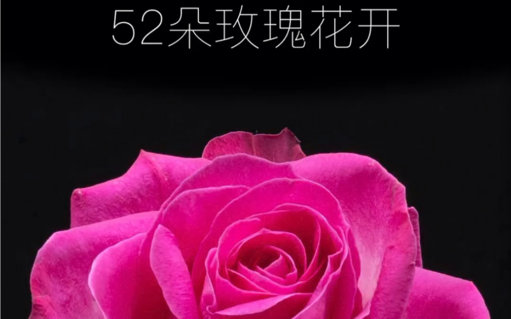 [图]52朵玫瑰花开