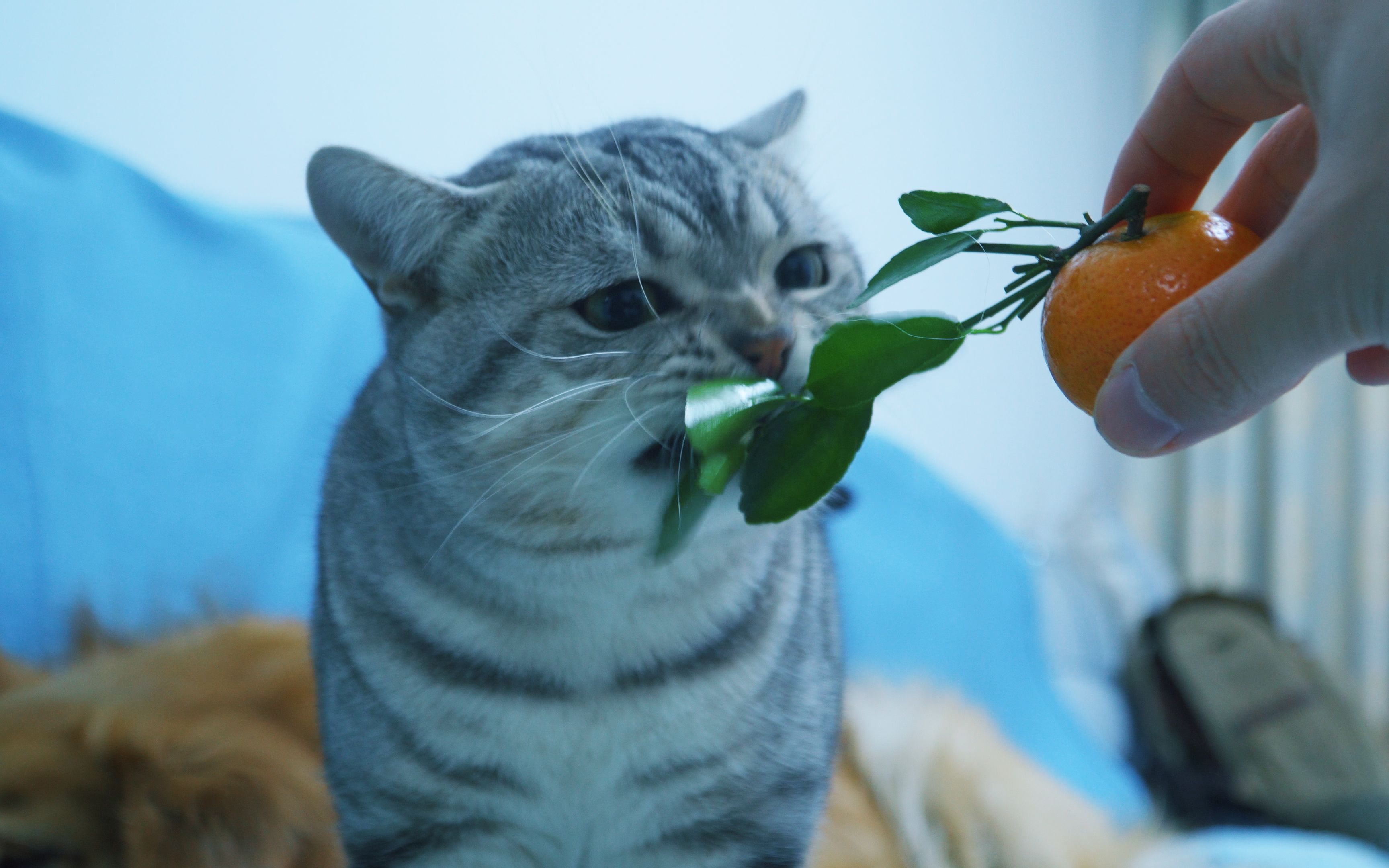 猫咪小七是个绿色的东西都吃,橘子叶也能嚼两口哔哩哔哩bilibili