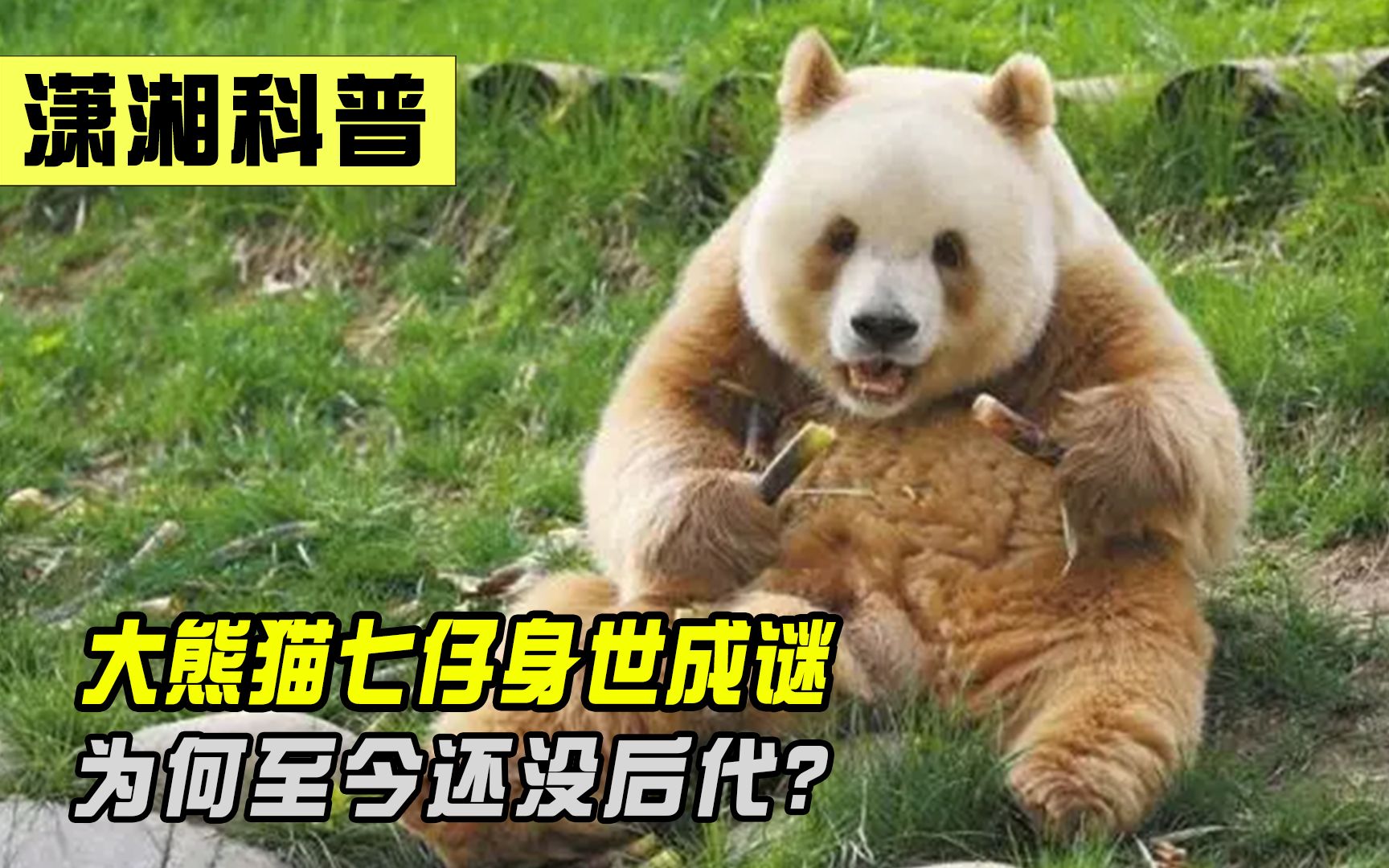 出生就被抛弃,全球唯一的棕色大熊猫七仔,为何14岁还没后代
