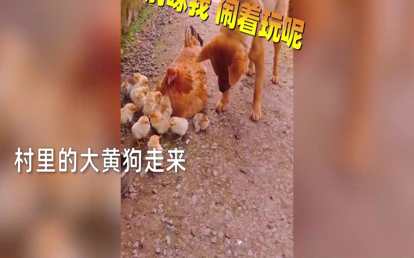 狗子跑过来表情包图片