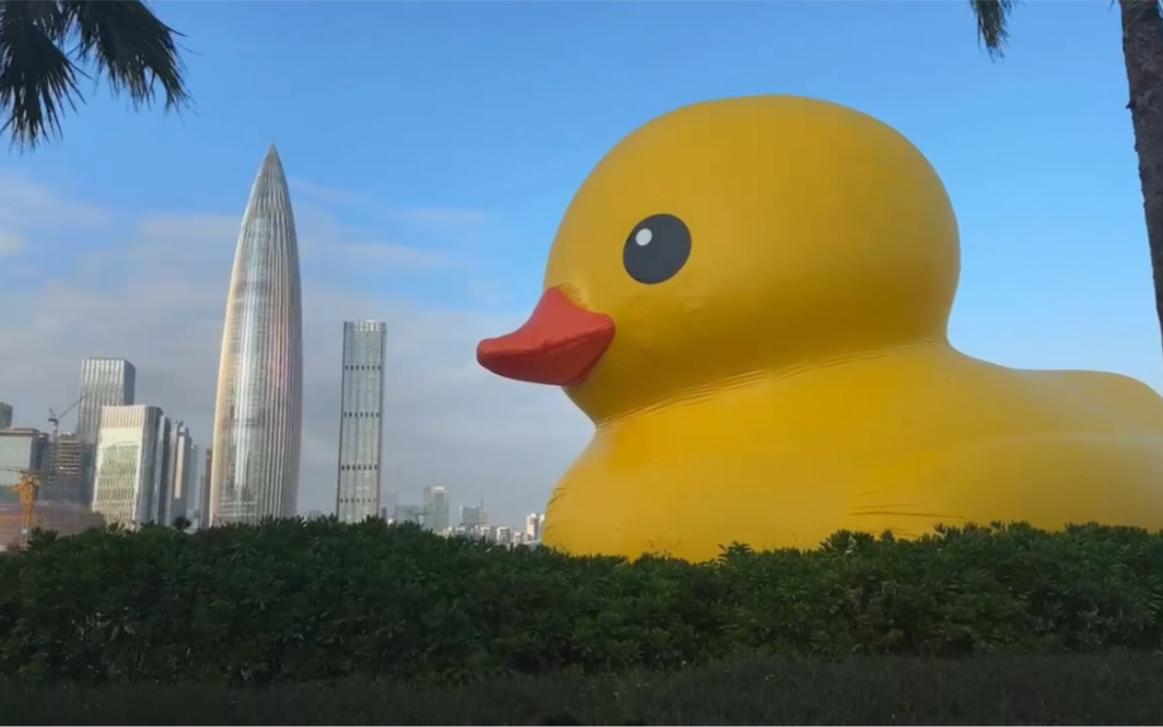 深圳湾大黄鸭