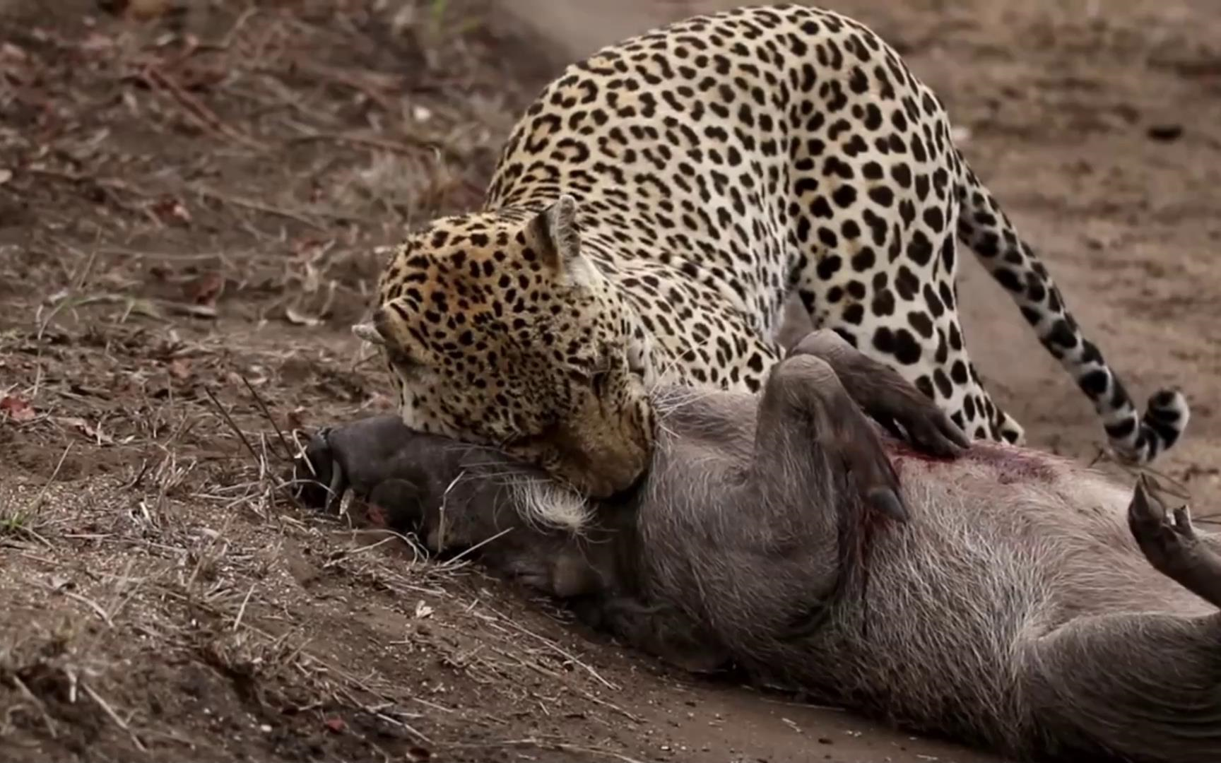 花豹咬死野猪全纪录