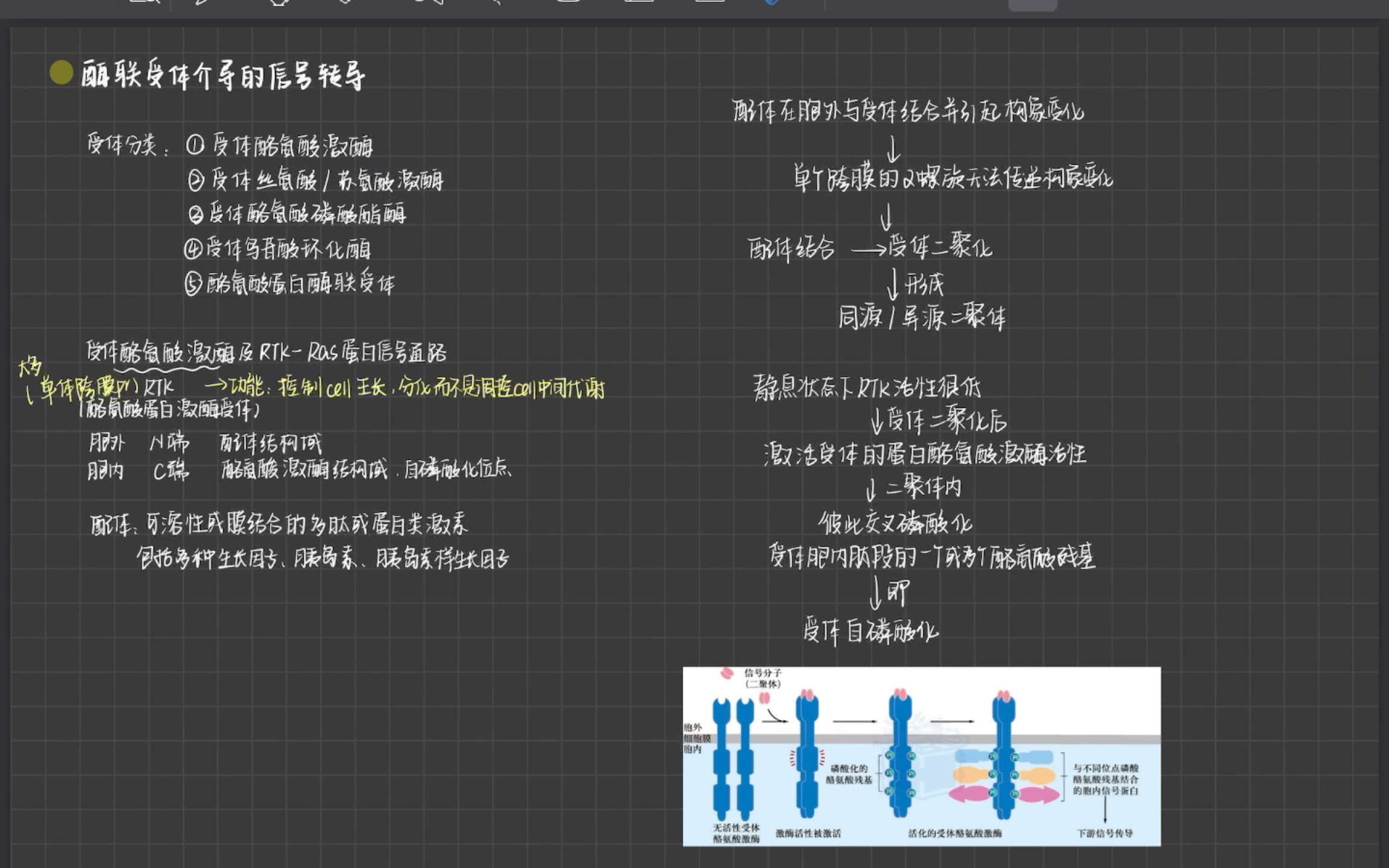 【细胞生物学】酶联信号通路/RTKRas蛋白信号通路/PI3KPKB信号通路/NO作用机制哔哩哔哩bilibili