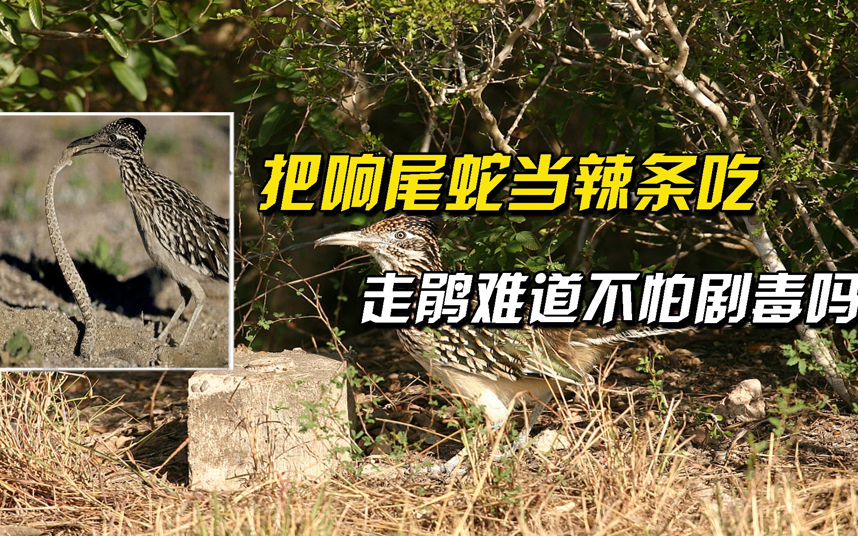 一分钟奔跑五百米,把响尾蛇当辣条吃,走鹃难道不怕剧毒吗?