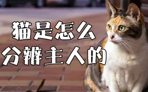 Download Video: 你知道猫咪是如何分辨主人的吗？