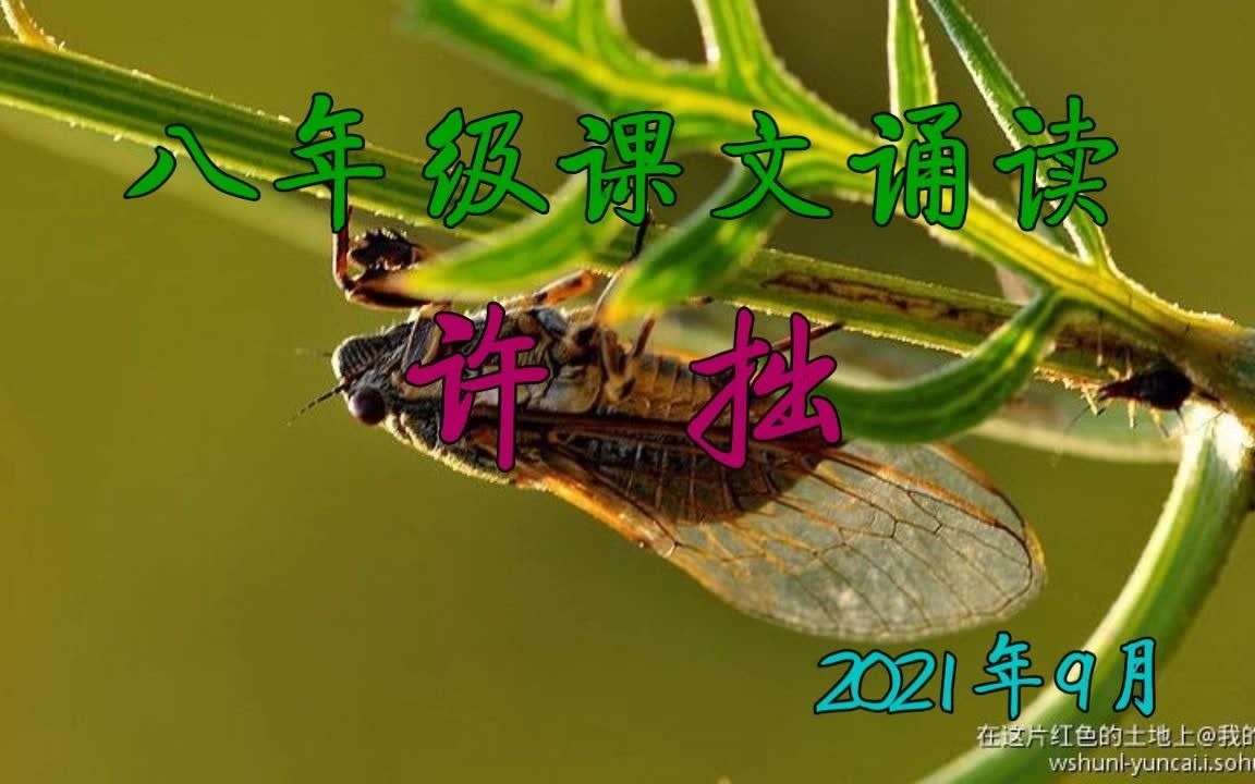 [图]八上-21-《蝉》诵读