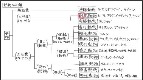 高中生73系统分类动物世界在宇宙中更容易理解358 哔哩哔哩 高中生73系统分类动物世界在宇宙中更容易理解358 哔哩哔哩
