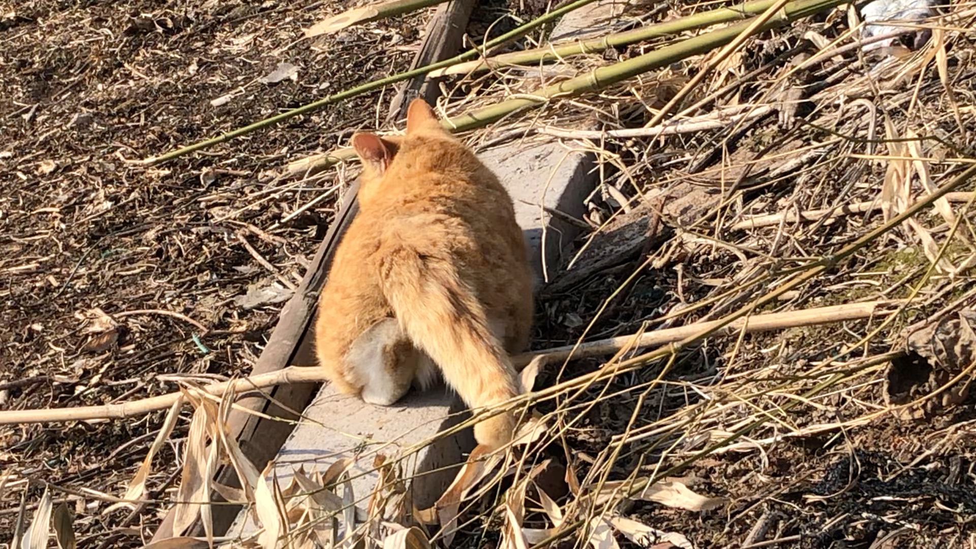 在乡下捉一只失足修猫