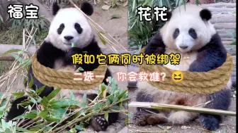 下载视频: 假如花花和福宝同时被绑架了，只能救一个，你会救谁？😂