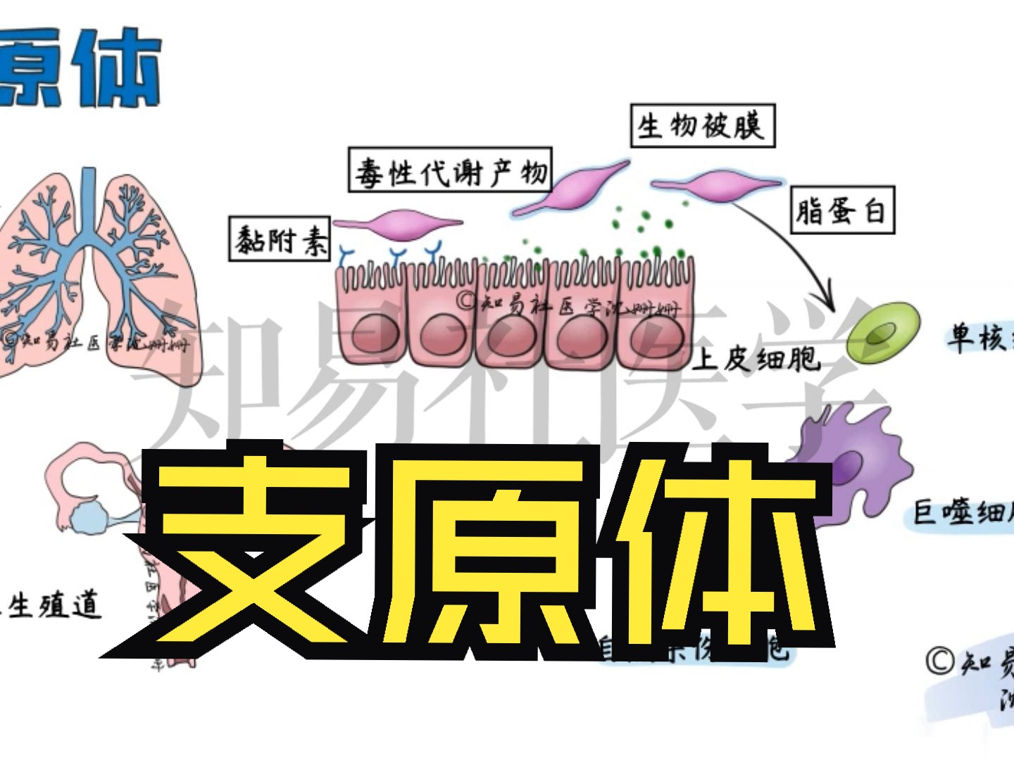 医学手绘精讲 | 【支原体】结构+致病机制+诊治哔哩哔哩bilibili