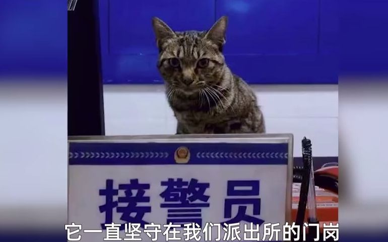 [图]黑猫警长上岗！