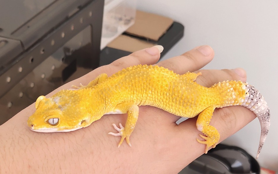 橘化和超级无纹橘化柠檬霜开箱