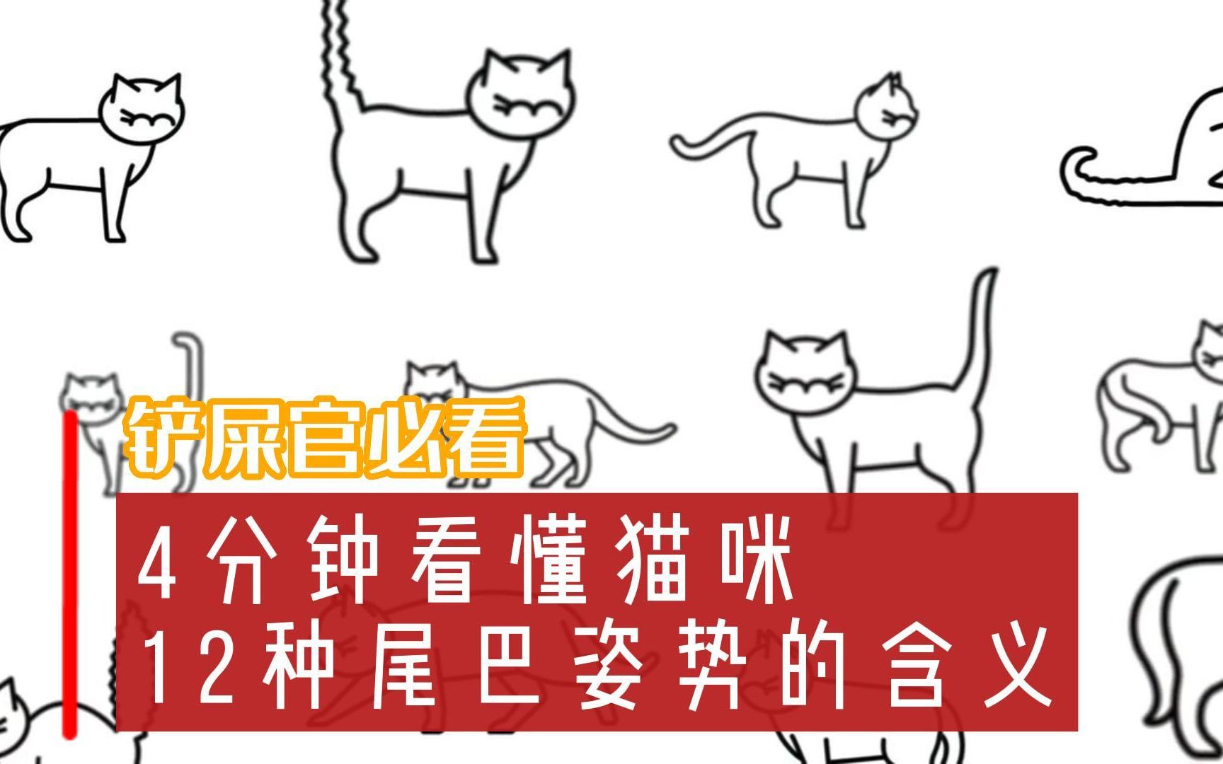 超详细!4分钟看懂猫咪12种尾巴姿势的含义哔哩哔哩bilibili