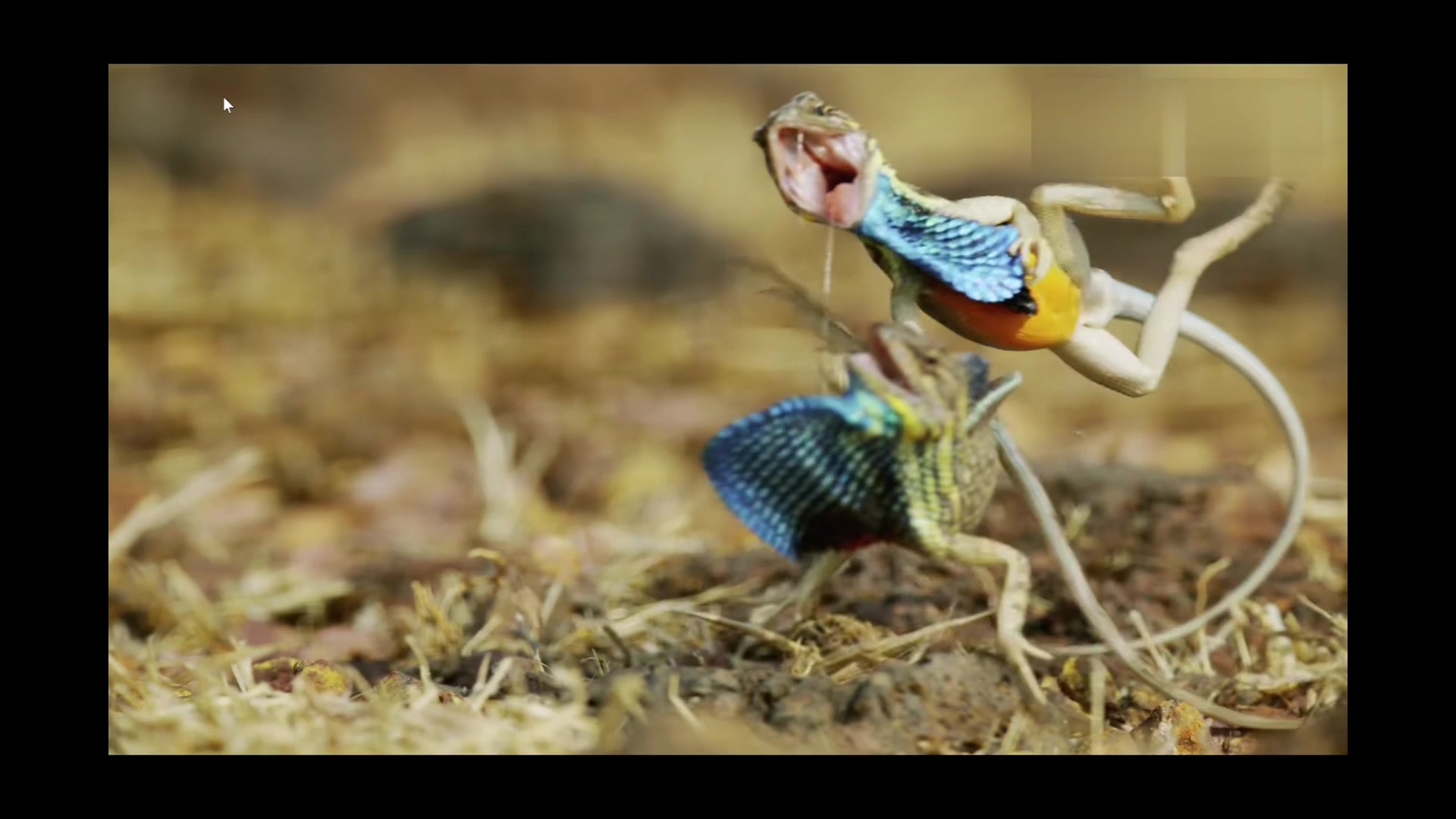 雄性扇喉蜥展露风骚大战情敌终抱美人归,惊艳刺激.