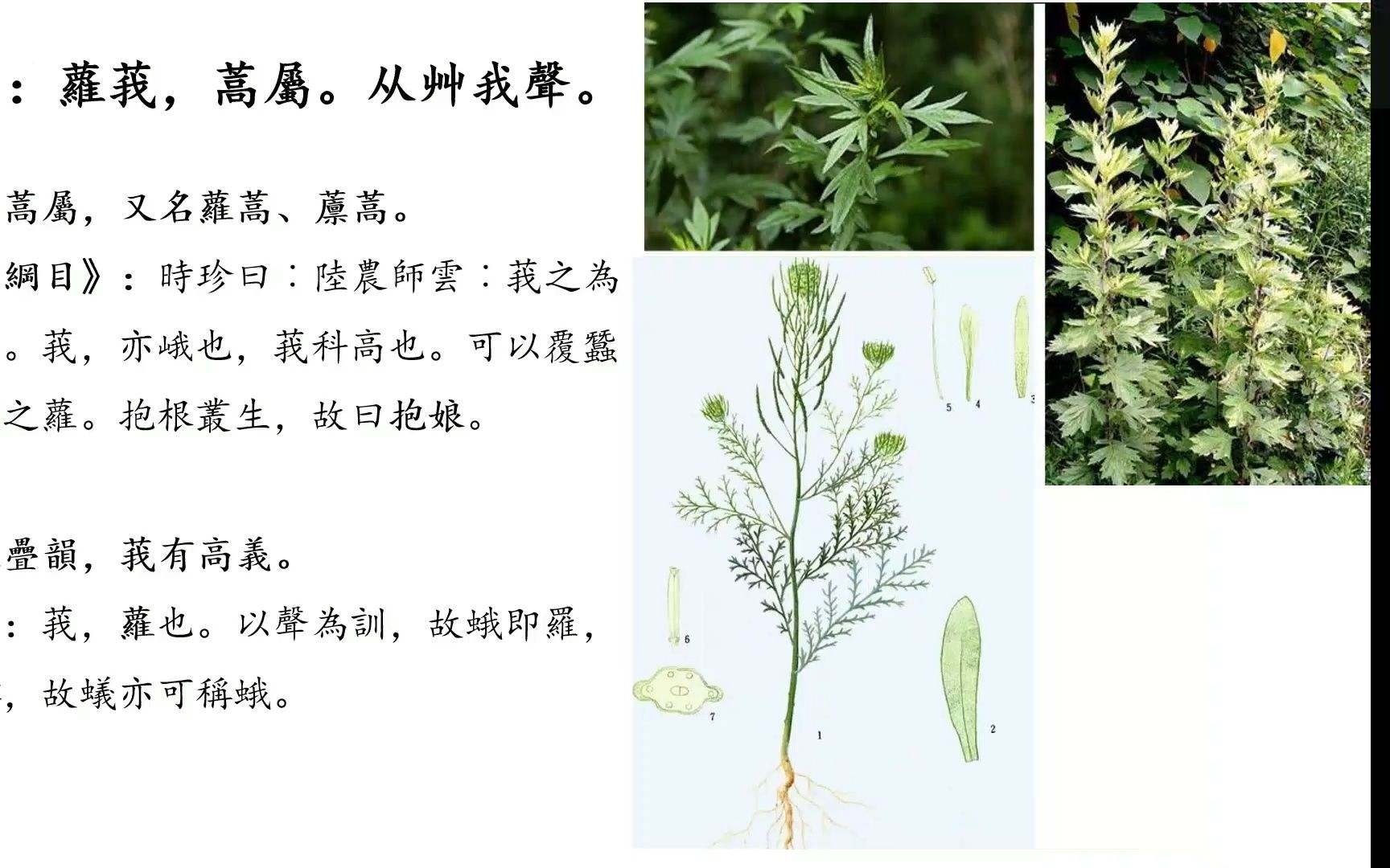 [图]说文解字丨莪：菁菁还是寥寥？