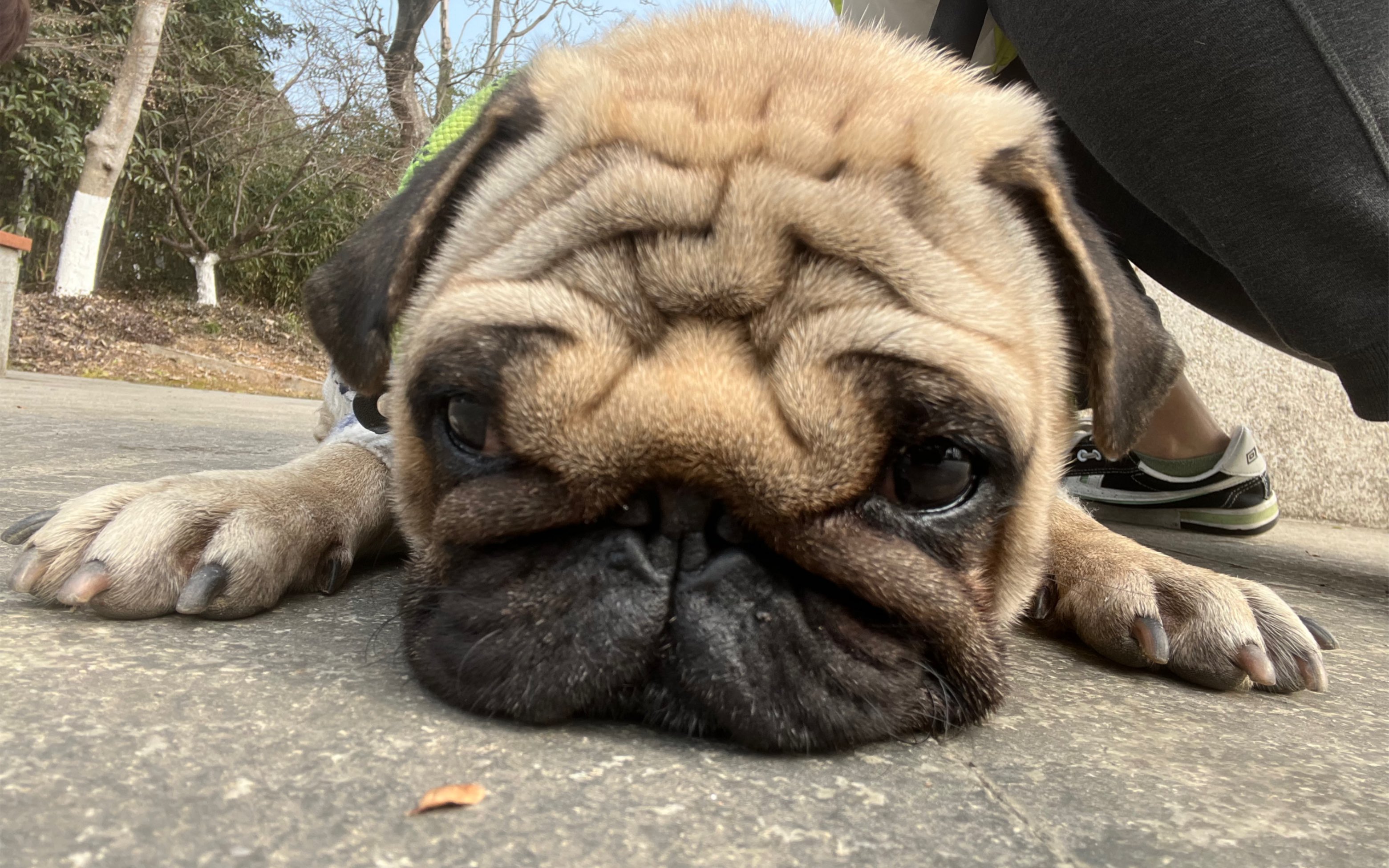 趴在地上的巴哥能有多可爱