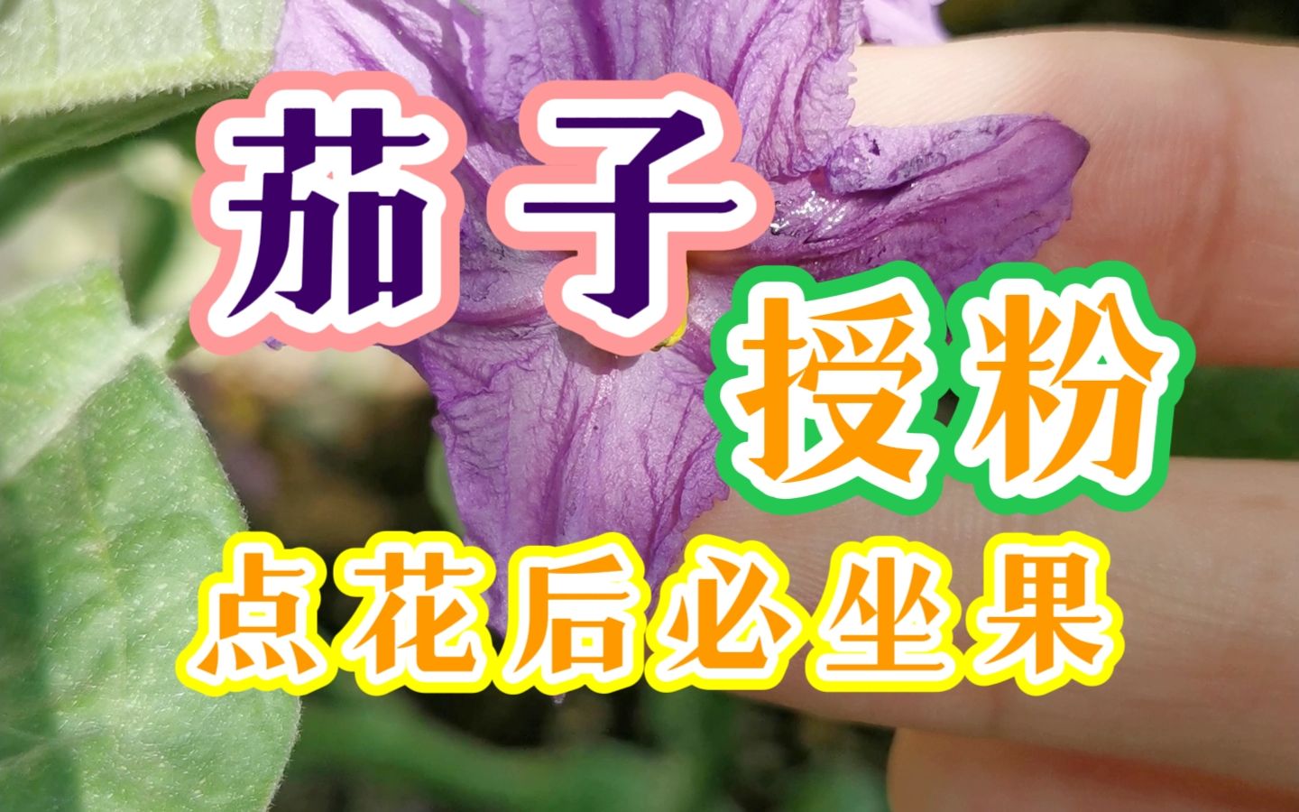 茄子𐟍†如何授粉?如何点花保证坐果哔哩哔哩bilibili