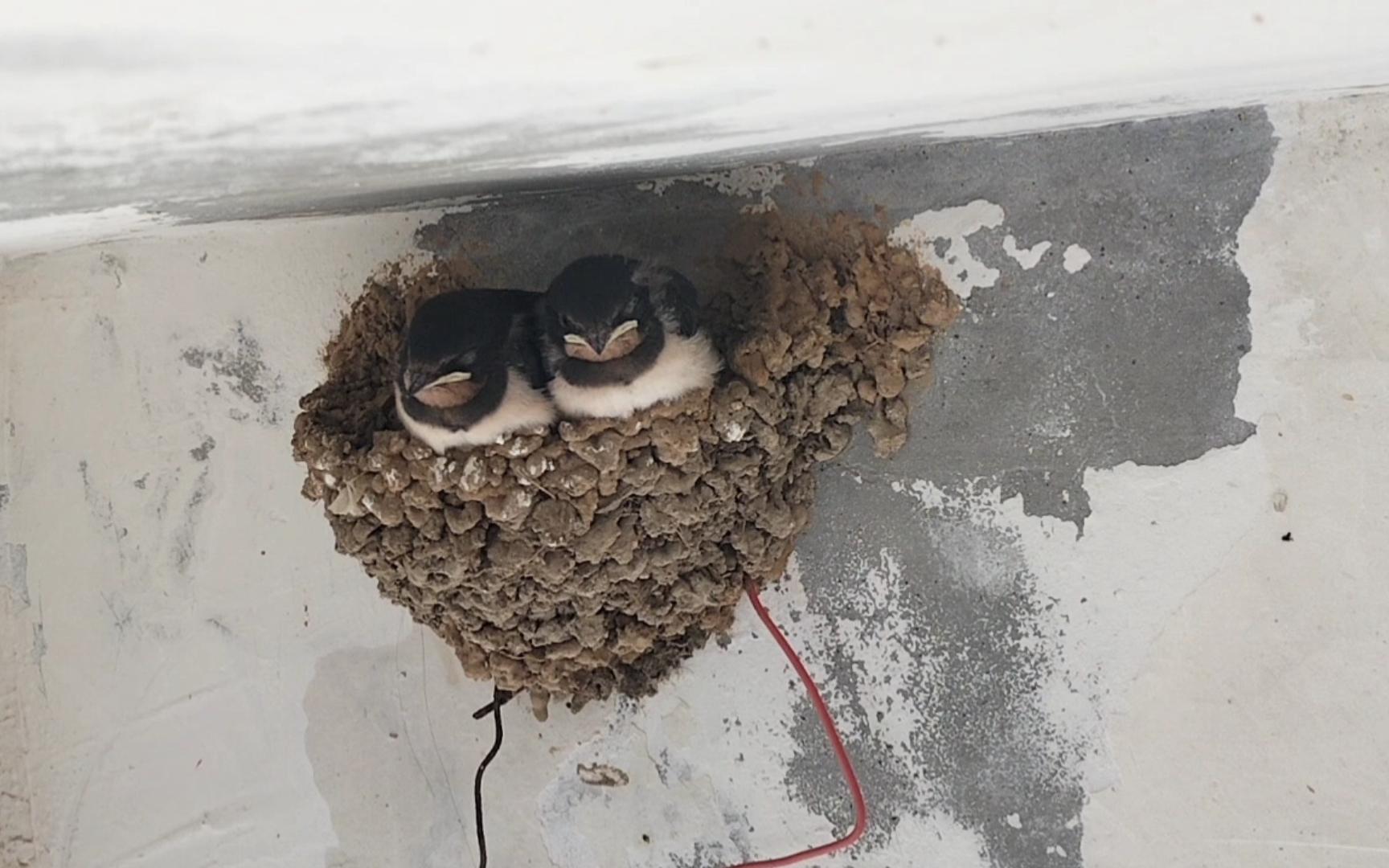 趴在窝里的小燕子圆圆胖胖 振翅欲高飞