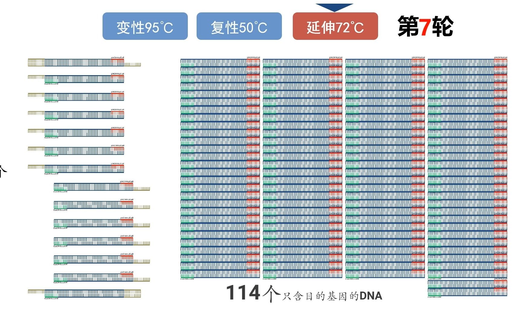 3.2 基因工程的基本操作程序 课件展示 PCR 基因文库 超详细清楚哔哩哔哩bilibili