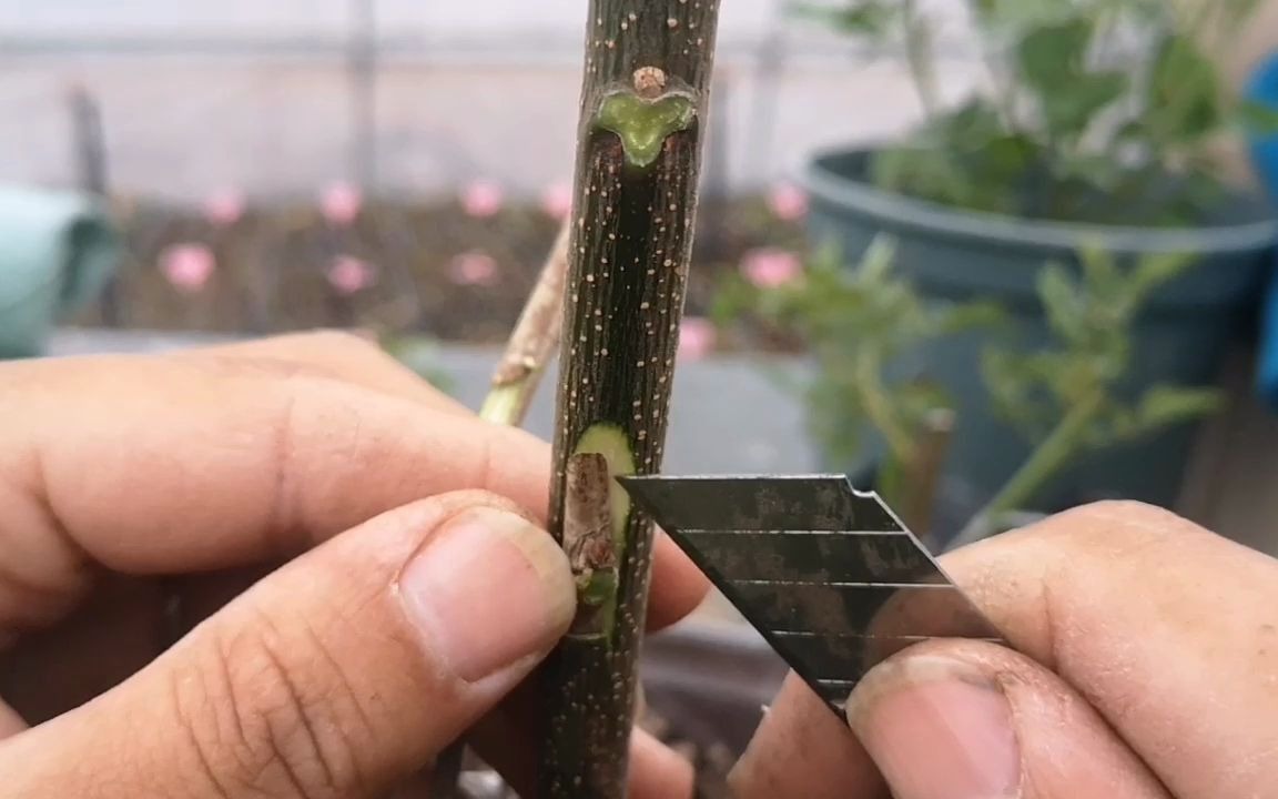 嫁接果树花卉常用的芽接方法,新手朋友可以学习一下,非常简单