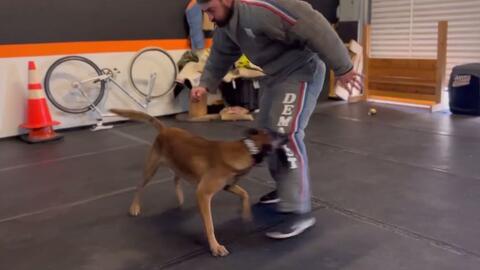 凤凰城的家庭护卫犬 哔哩哔哩