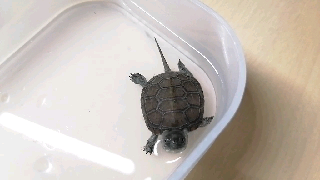 欧泽龟龟苗黛玉是一只烟花纹的小欧泽