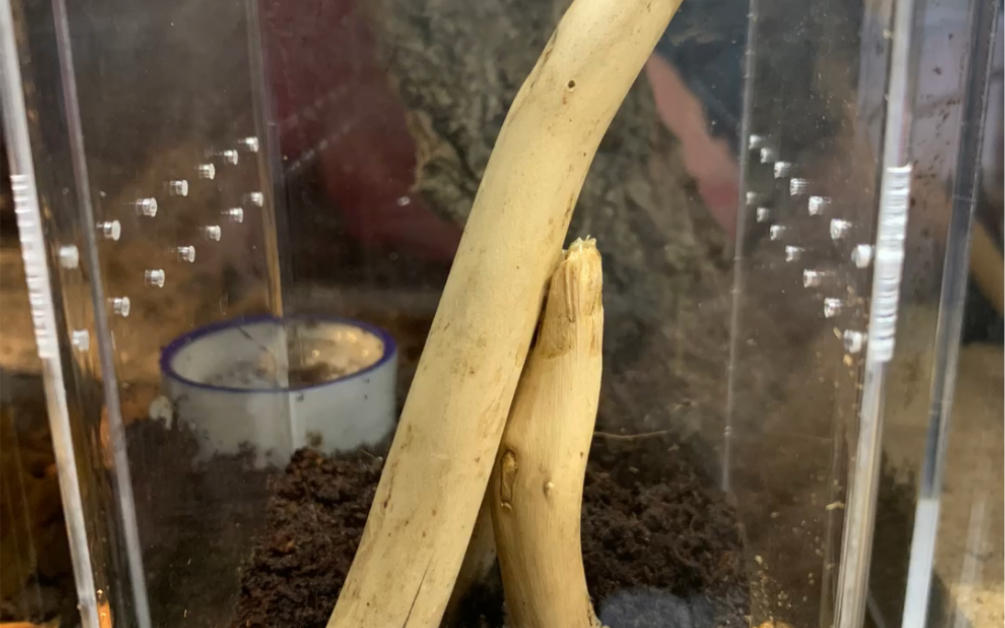 印尼金背地老虎开箱_哔哩哔哩 (゜-゜)つロ 干杯~-bilibili