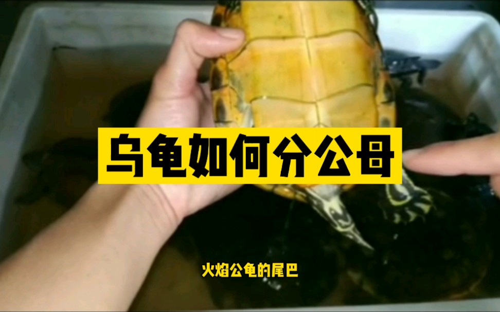 原来乌龟是这样分公母的快去看看家里乌龟是乔治还是佩琪