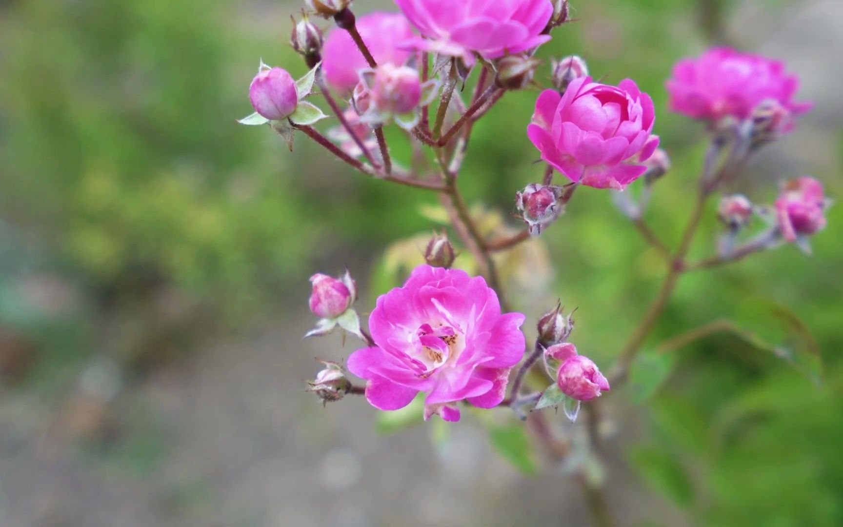 花再【花谢花飞花满天】