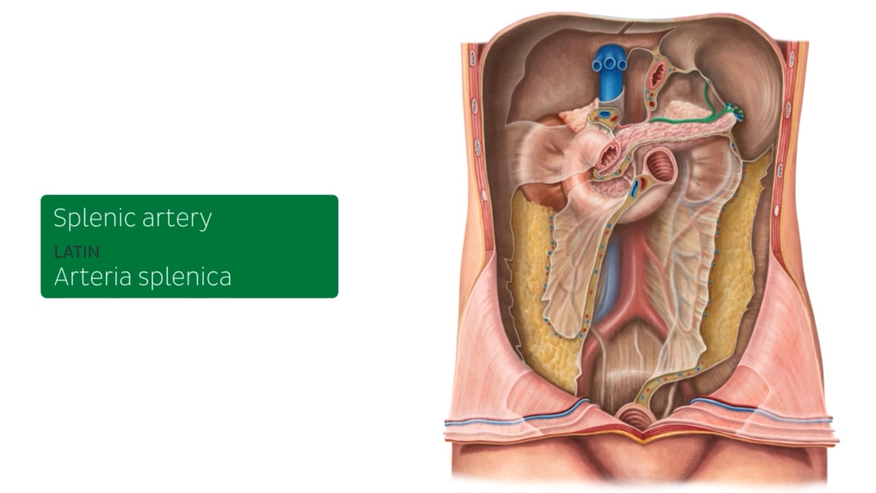 peritoneal cavity图片