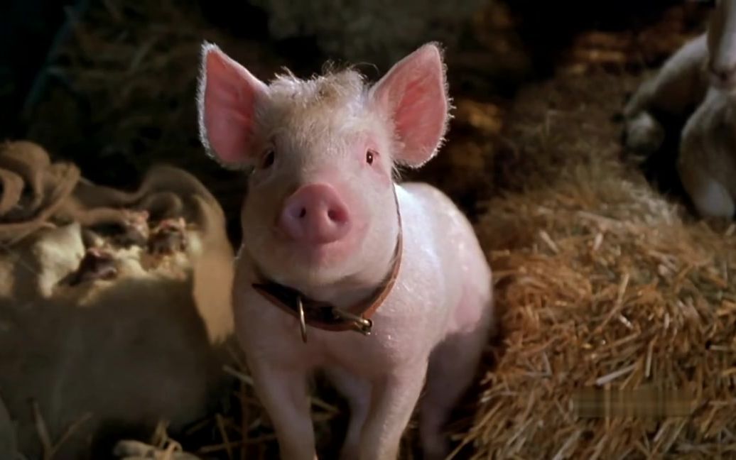 打鸣鸭vs牧羊猪