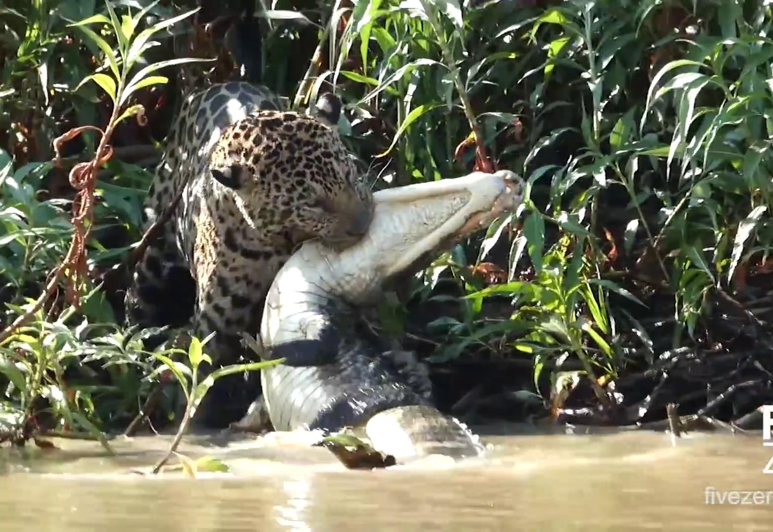 美洲豹跳进水里,成功抓到一条鳄鱼