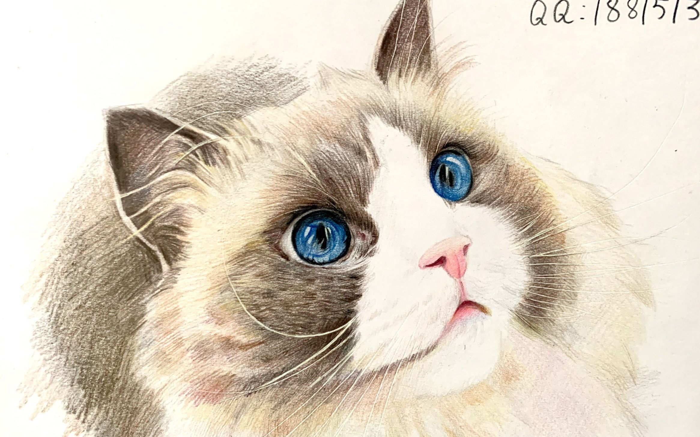彩铅彩铅画入门教程彩铅手绘猫咪